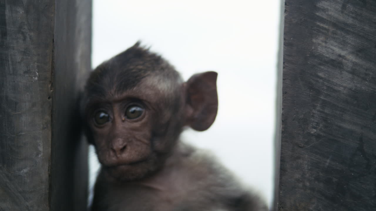 Close up slow motion of monkey staring from temple corner in Indonesia