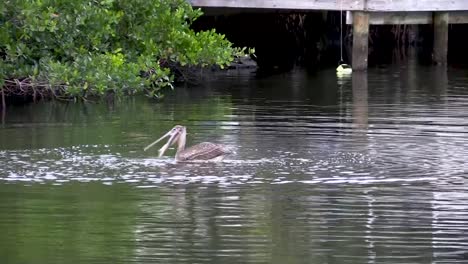 brown pelican diving into water