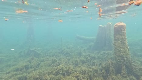 escena del bosque submarino