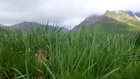Grünes-Gras,-Nahaufnahme.-Wunderschöne-Natur-Norwegen.