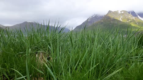 la hierba verde en primer plano. la hermosa naturaleza de noruega.