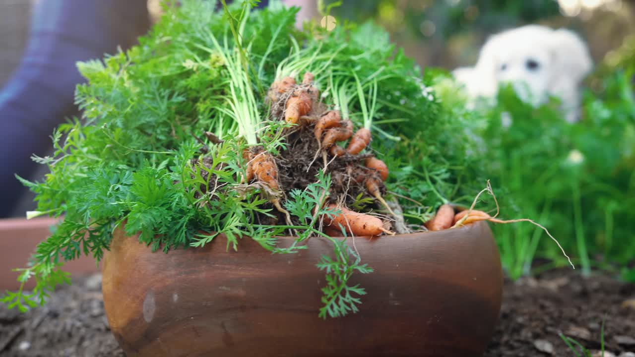 골든 리트리버 강아지가 4k에서 햇빛을 받으며 보는 동안 그녀의 집 정원에서 당근을 뽑아 그릇에 모으는 여성