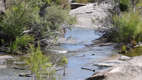 a tranquil creek flows through lush greenery