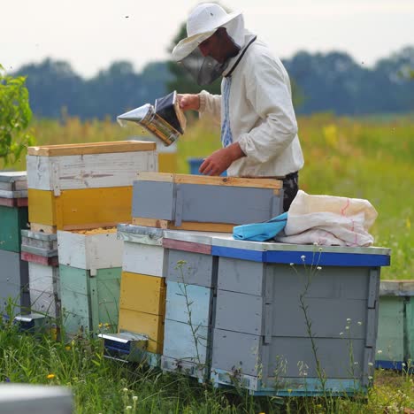 beekeeper works with honeycomb full of bees outdoors at sunny day