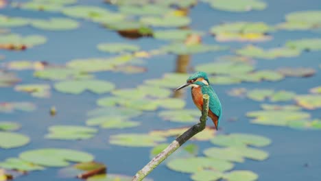 slow motion view of kingfisher in friesland netherlands perched over pond with lily pads in background, profile view as it stares with long beak looking down