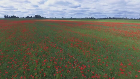 blooming poppy field next to cattle farm