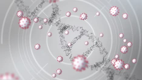 animation of macro coronavirus covid-19 cells spreading over dna