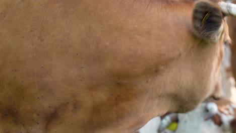 front view of a brown cow with horns, gazing intently at the camera, with other cows visible in the background