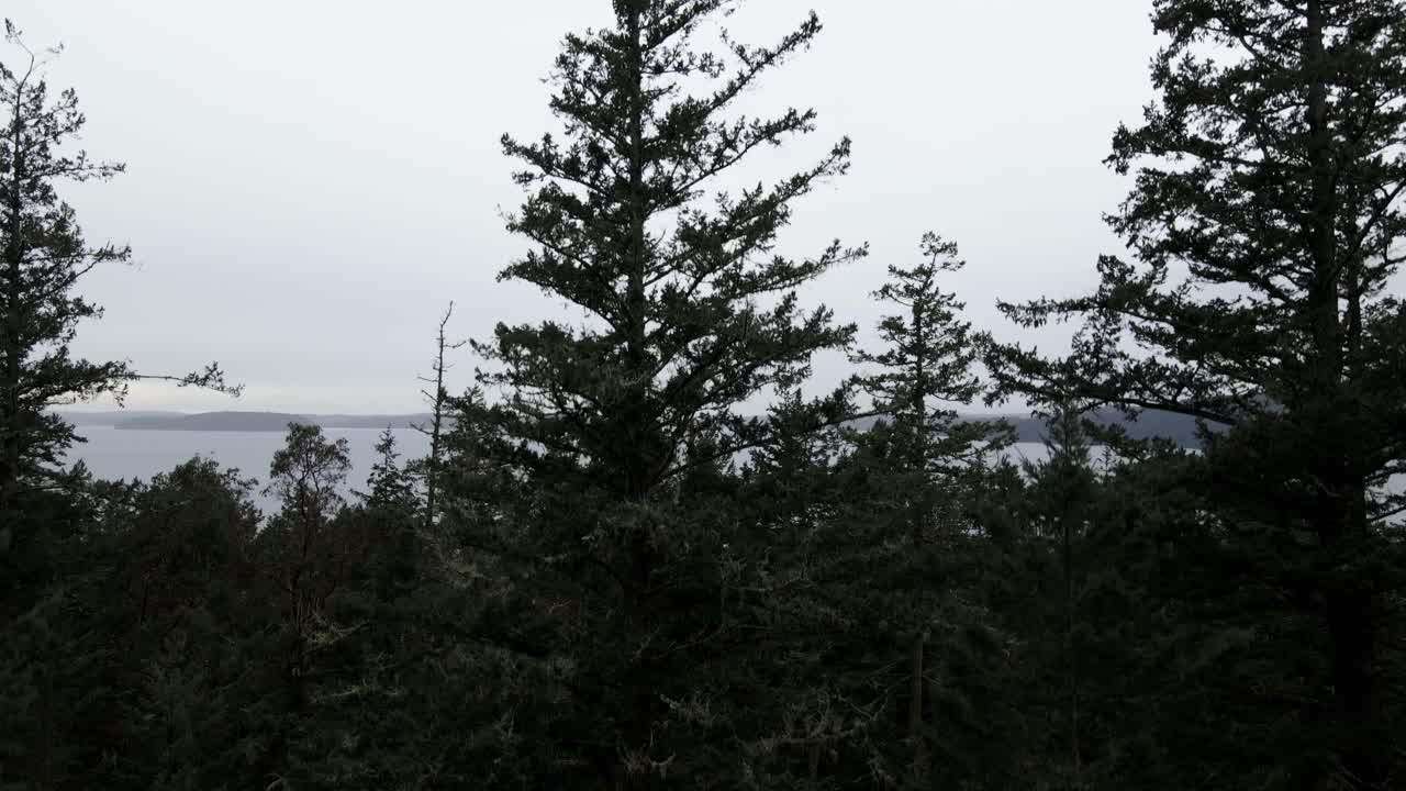 elevándose a través de densos árboles de hoja perenne que revelan las aguas grises y expansivas de la isla de san juan, antena