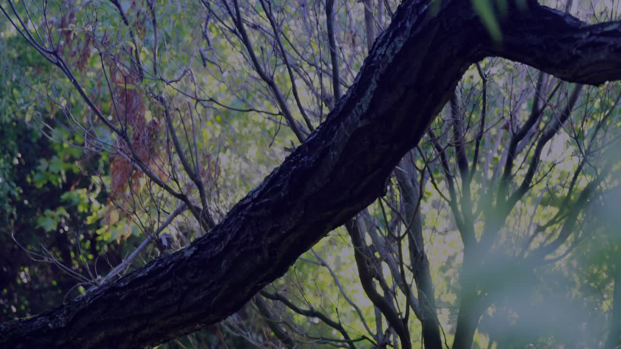 Sunlight causing HUD overlays to appear, camera moving forward and bringing flower into sharp focus