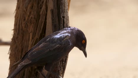 A-glossy-starling-feeding-on-the-branch-of-a-tree-in-the-savannah-of-south-africa