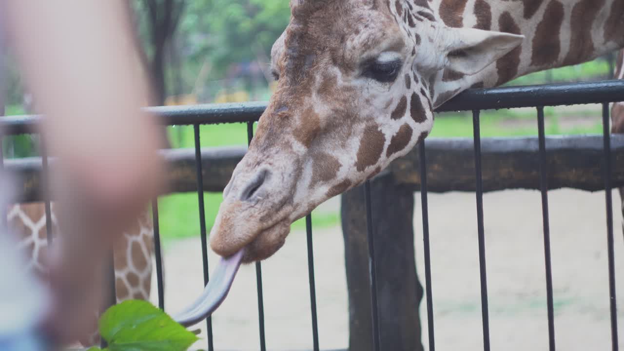 La giraffa allo zoo