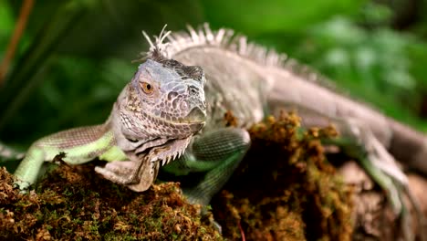 large green iguana