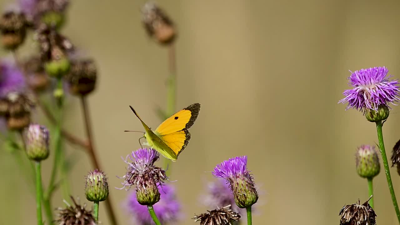 Farfalla nuvola scura che esplora l'habitat del cardo mariano, mostrando un comportamento naturale.