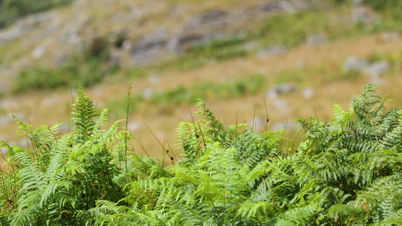 Lush green ferns sway in daylight breeze on a hillside at Loch Brandy, Scotland