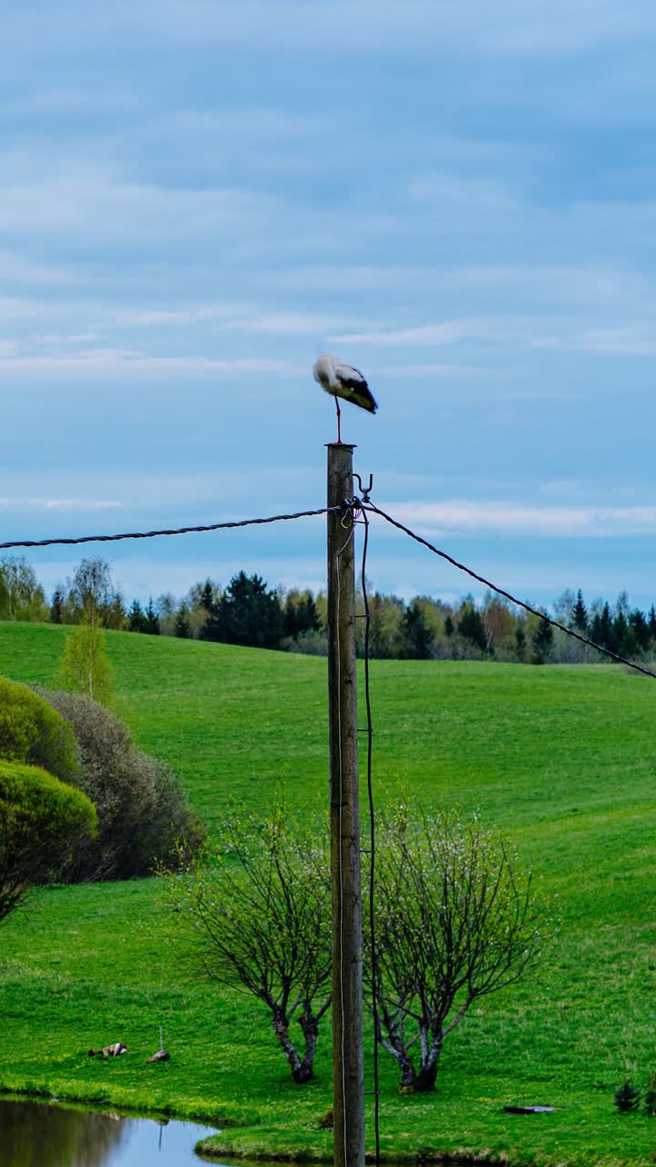 Majestic stork perched on utility pole over scenic spring countryside landscape with blooming trees and moving clouds in vertical timelapse video