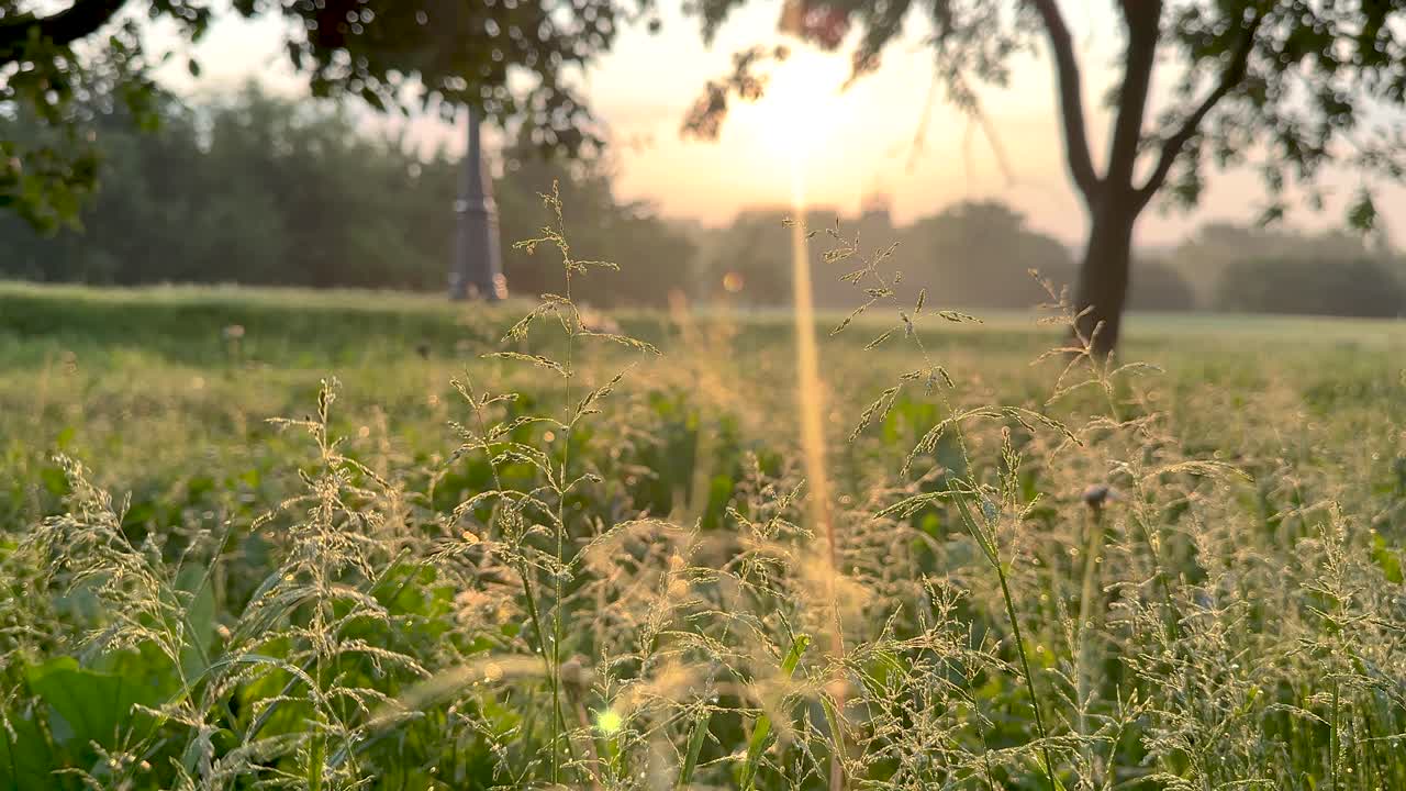 Grass with dew drops on the background of the rising sun (4K 60, static)