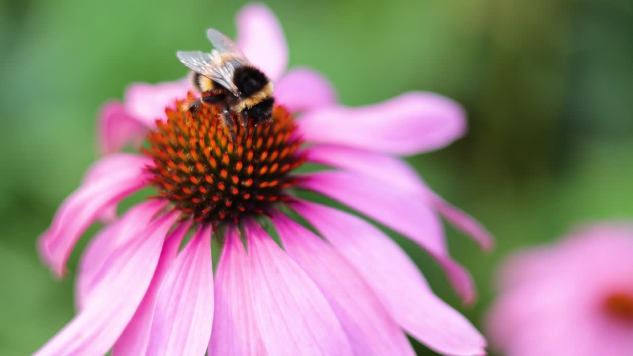 el abejorro polinizando una coníferas púrpura en el parque bute