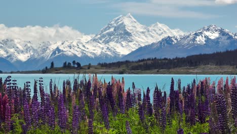 new zealand picturesque landscape with mount cook and lupin flowers