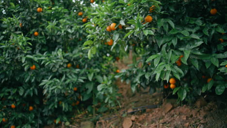 tourist woman strolling orange trees botanical garden closeup. admiring nature