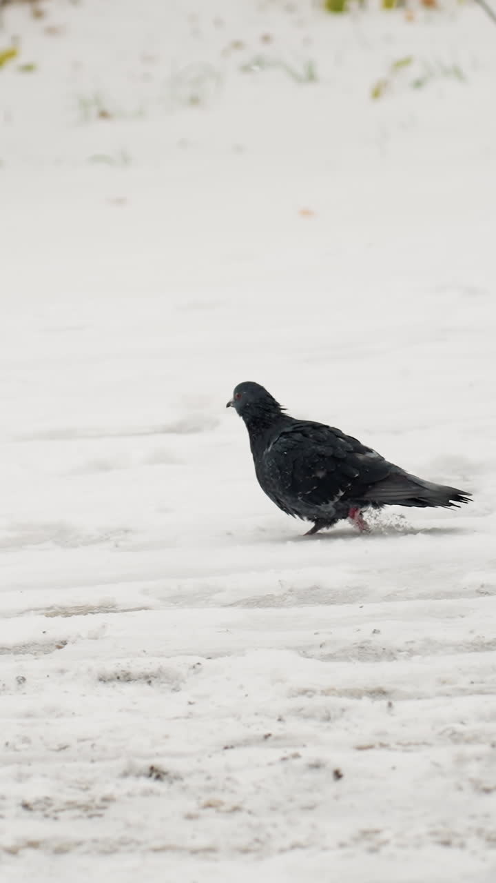 paloma caminando en la nieve, copos de nieve cayendo suavemente, paisaje de invierno con parches de hierba visibles, capturando la resiliencia de la vida silvestre urbana