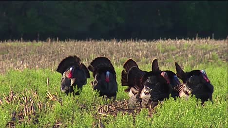 pavos salvajes en los campos 1