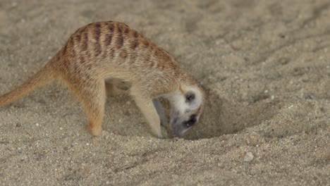 meerkat or suricata suricatta digs in sand with front paws clearing a hole