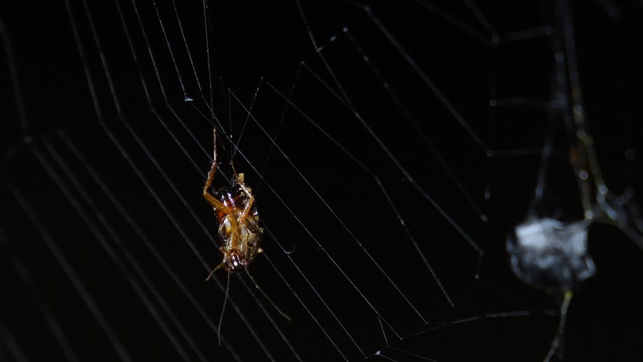 una cucaracha del bosque colgando de la red moviéndose con el viento, una presa a la derecha ya cubierta de seda