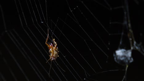 A-forest-cockroach-hanging-on-the-web-moving-with-the-wind,-a-prey-on-the-right-already-covered-with-silk