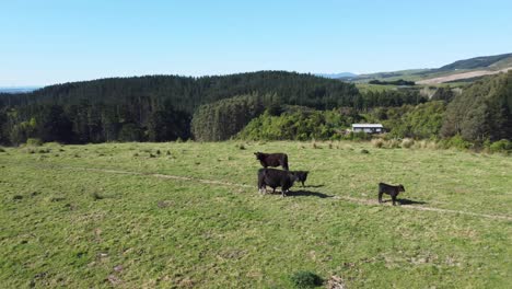 circling around a herd of black cattle