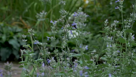 cámara lenta: un gran abejorro zumba alrededor de un jardín de una flor a la siguiente