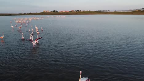 flamencos vadeando las aguas costeras, flamencos rosas mayores