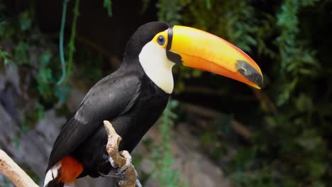 Pájaro-Tucán-Toco-Exótico-En-Un-Entorno-Natural-Y-Mirando-Mientras-Se-Sienta-En-Una-Rama-De-árbol-Seco