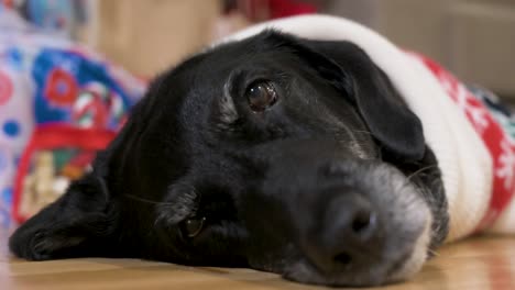 A-close-up-view-of-a-black-senior-labrador-dog-wearing-a-Christmas-themed-sweater-as-it-laying-on-the-ground-next-to-a-decorated-Christmas-gifts