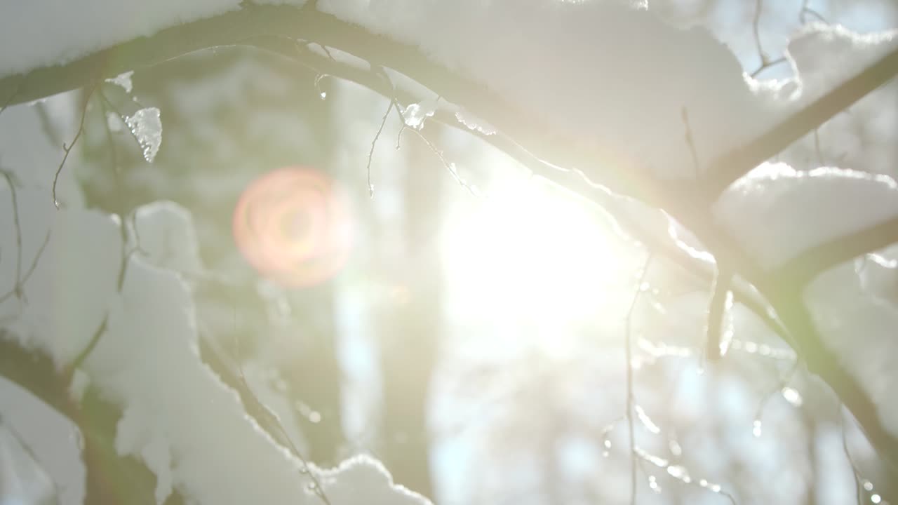 겨울의 숲은 눈의 두꺼운 층으로 마녀를 었다.