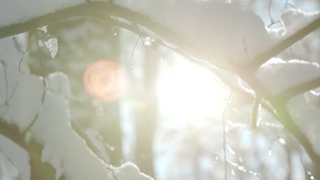 winter forest cowered witch thick layer of snow