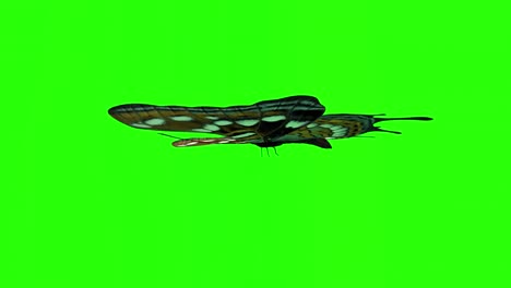 exotic butterfly green screen 3d rendering animation.