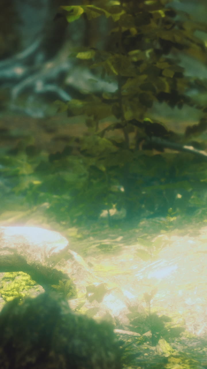 Luz solar filtrándose entre los árboles sobre un río al mediodía en un bosque.