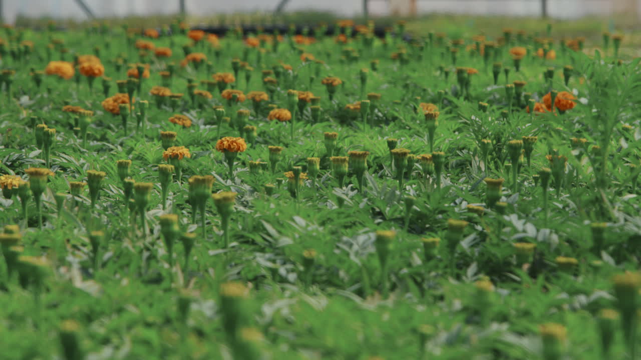 Fiori di calendula