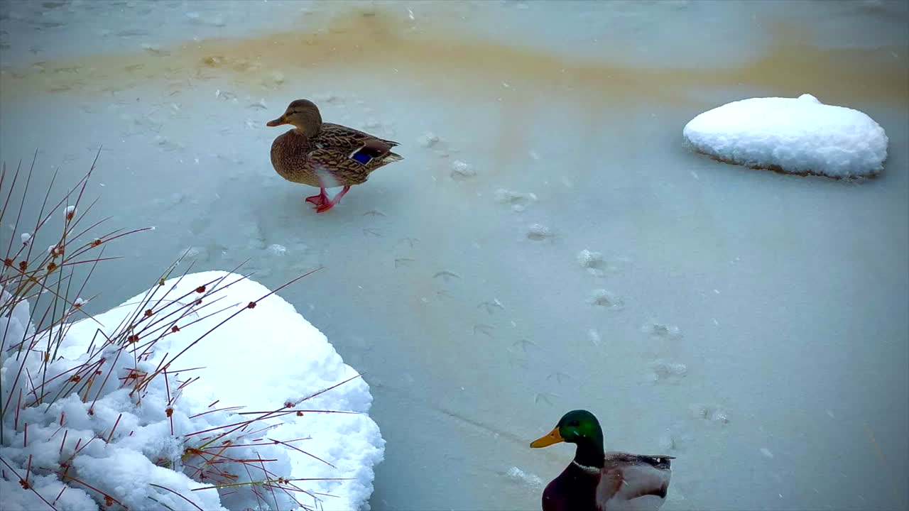 겨울에 얼어붙은 연못에 오리