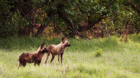 Pack-of-African-Wild-Dogs-in-Okavango-Delta,-Alpha-dog-walks-away,-out-of-frame