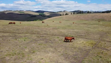 free range cow grazing freely, walking along pasture trail path, drinking water | grass fed beef agriculture farming livestock ,cattle ranching | migrating roaming freely, ethical farming | 1 of 12