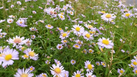un primer plano de las asteras tártaras en flor en dunkeld, escocia