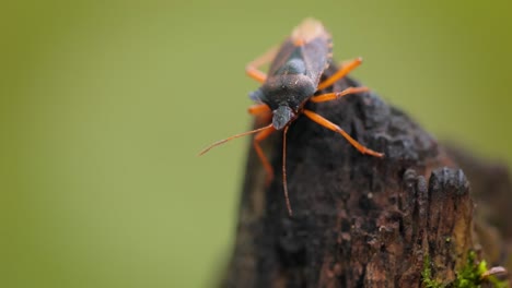 La-Chinche-Del-Bosque-O-Chinche-Escudo-De-Patas-Rojas-(pentatoma-Rufipes)-Es-Una-Especie-De-Chinche-Escudo-De-La-Familia-Pentatomidae,-Que-Se-Encuentra-Comúnmente-En-La-Mayor-Parte-De-Europa.-Habita-En-Bosques,-Arboledas,-Huertas-Y-Jardines.