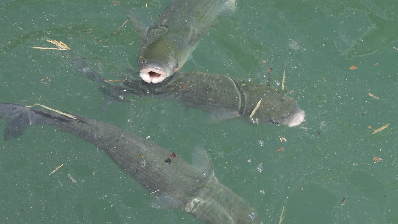 Close up of multiple fish swimming in the Mediterranean sea
