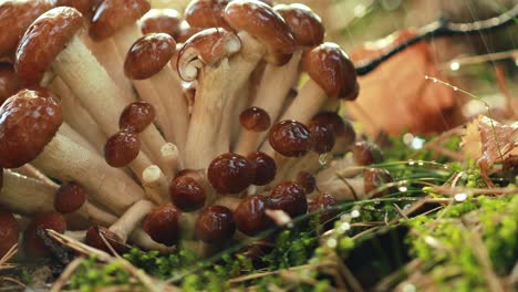 armillaria mushrooms of honey agaric in a sunny forest in the rain.