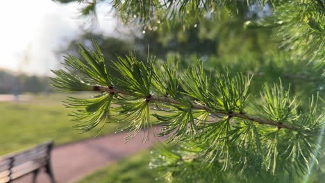 after the rain drops of water on the branches of a pine tree (4k 60fps)