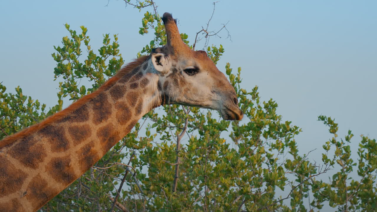 Giraffe Profile in African Savanna
