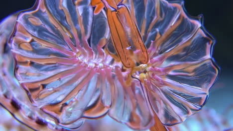 close-up of a translucent, glowing marine organism