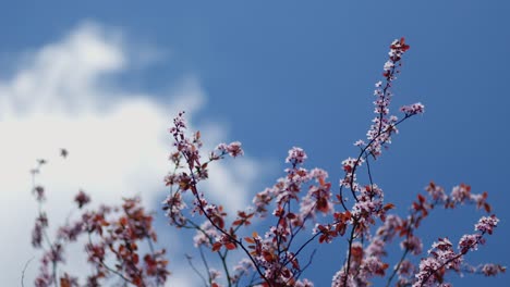 las flores de primavera contra un cielo azul